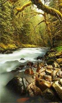 Forest Gallery live wallpaper screenshot 1