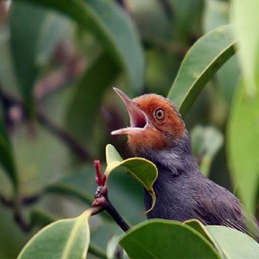 Suara pikat burung prenjak 19.0