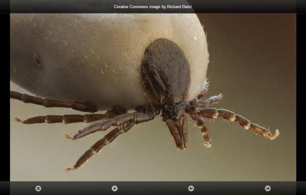 smart Microscope Lite screenshot 11