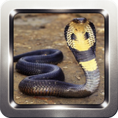 King Cobra Wallpapers icon