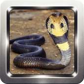 King Cobra Wallpapers logo