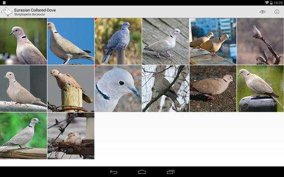 Bird Watcher screenshot 11