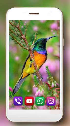 Birds Amazing Live Wallpaper screenshot 6