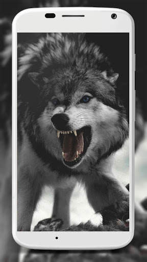 Wolf Wallpaper screenshot 1