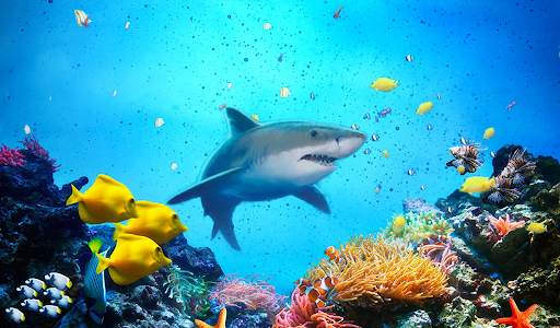 The Shark screenshot 9