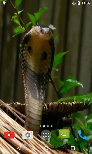 Cobra Video Live Wallpaper screenshot 3
