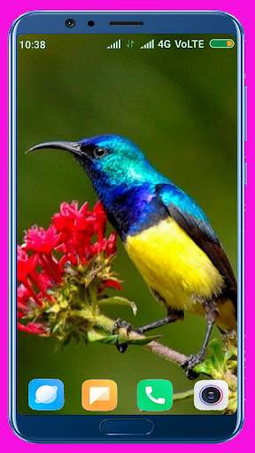 Bird Wallpaper Best 4K स्क्रीनशॉट 13