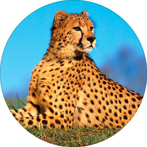 Cheetah (Animal) Sounds 1.9