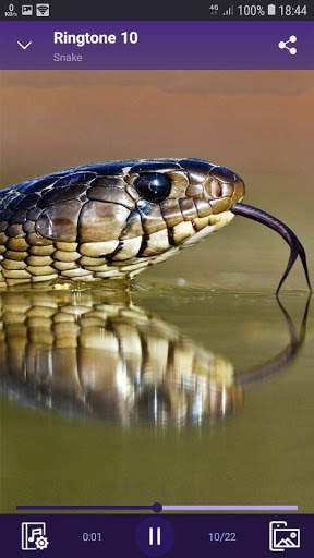 Snake - RINGTONES and WALLPAPERS screenshot 3