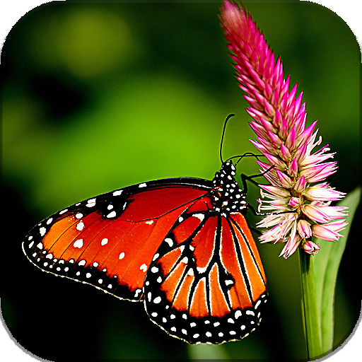 Butterfly Live Wallpaper (backgrounds) icon