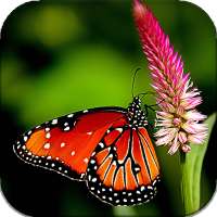 Butterfly Live Wallpaper (backgrounds) logo