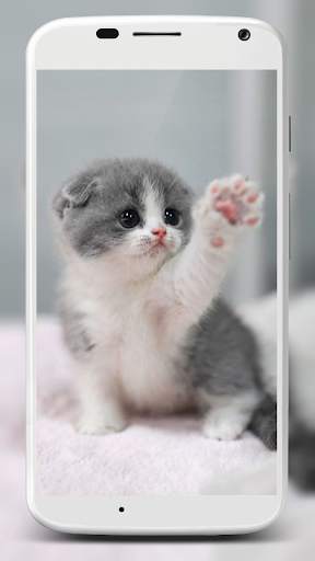 Cute Cats Wallpaper screenshot 4