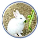 CUNICULTURE 0.0.31.0