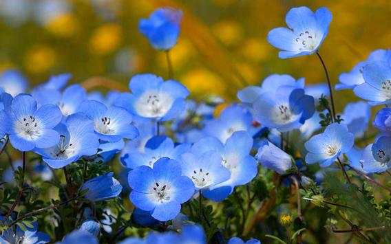 Flowers Wild HD live wallpaper screenshot 5
