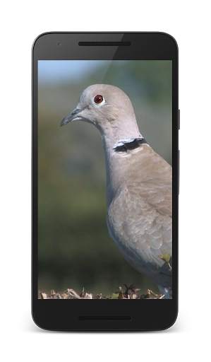 Dove 3D screenshot 1