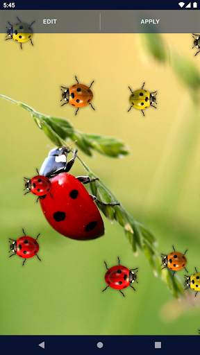 Cute Ladybug Live Wallpaper screenshot 4