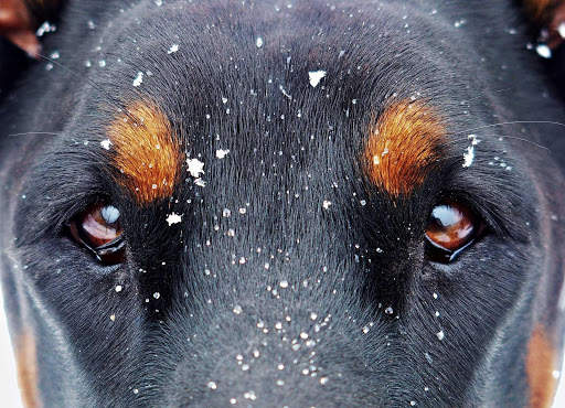 Doberman Wallpaper: backgrounds hd screenshot 21