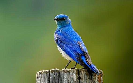 oh birds स्क्रीनशॉट 2