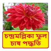 চন্দ্রমল্লিকা ফুল চাষের পদ্ধতি ~ Chrysanthemum on 9Apps