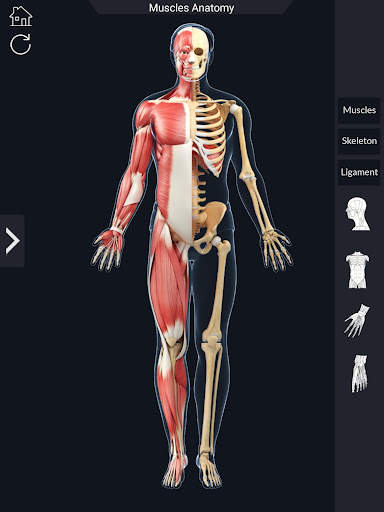 My Muscle Anatomy screenshot 15