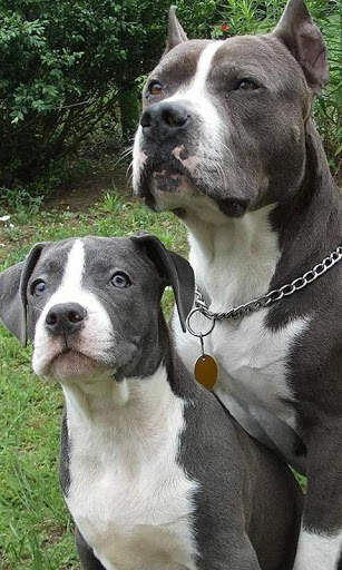 American Staffordshire Terrier screenshot 3