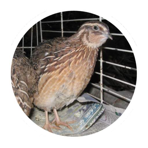Quail breeding (Guide) 1.1.4
