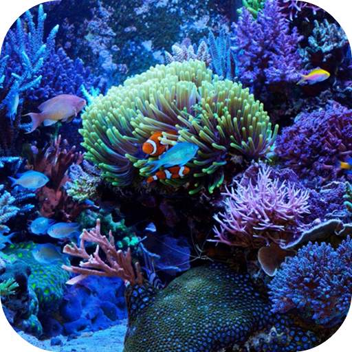 Marine Aquarium Live Wallpaper 4.0