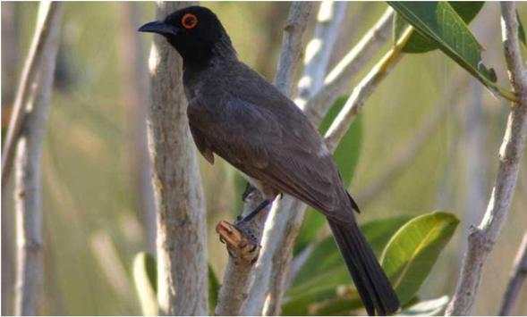 Bulbul Wallpapers screenshot 15
