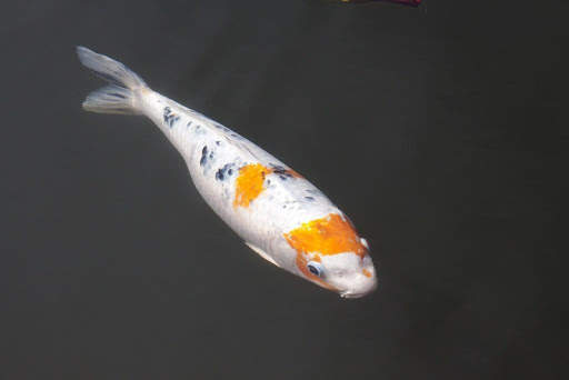 Japanese koi fish wallpapers screenshot 1