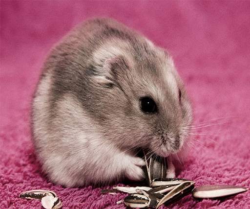 Hamster Live Wallpaper screenshot 1