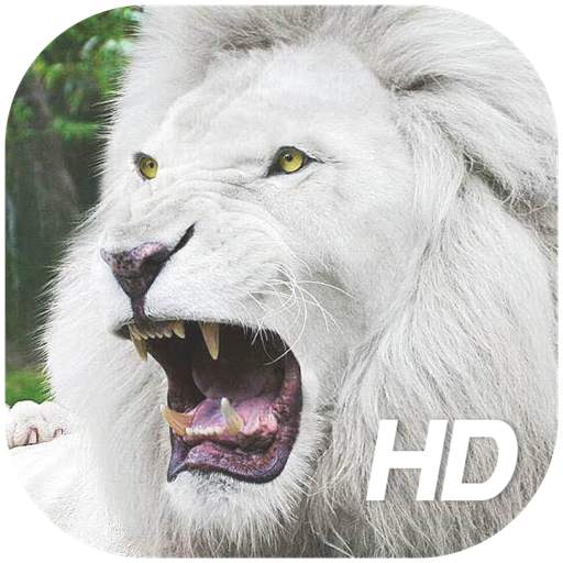 White Lion Wallpaper HD 1.2
