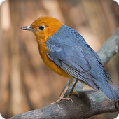 Orange Headed Thrush Bird Call Sounds Ringtone icon
