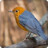 Orange Headed Thrush Bird Call Sounds Ringtone 2.6.9