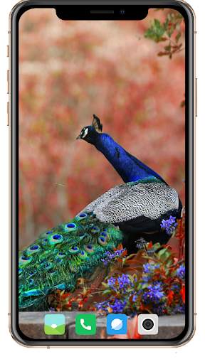 Peacock HD Wallpaper screenshot 8