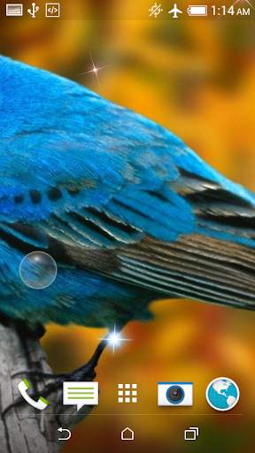 Birds Jigsaw Puzzle   LWP screenshot 6