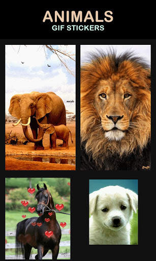 Animal Gif Stickers screenshot 2