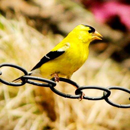 Goldfinch Sounds - Goldfinch bird calls 1.1