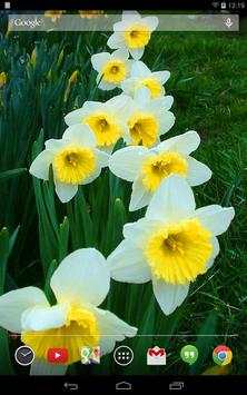 Daffodils Live Wallpaper screenshot 7