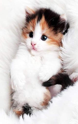 Cat Live Wallpaper screenshot 2