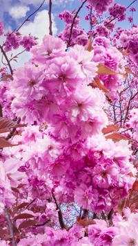 Flower Wallpapers screenshot 7