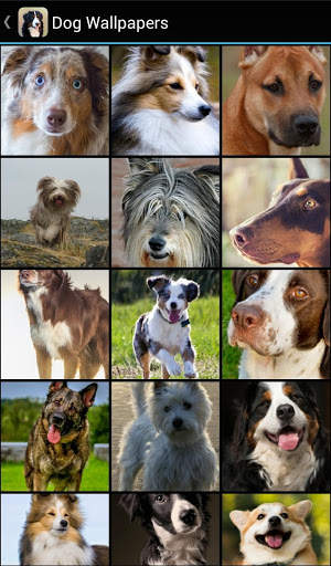 Dog Wallpapers screenshot 2