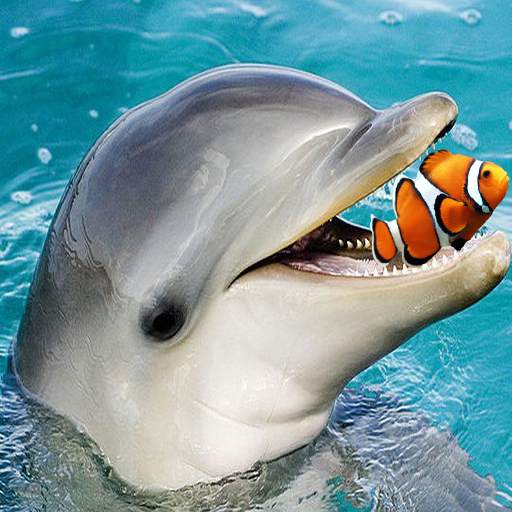 Hungry Dolphin : Dolphin Games 1.0