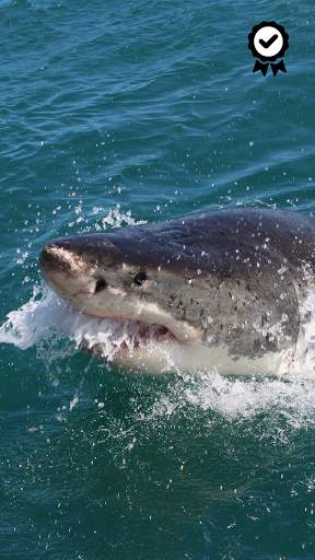 Shark Wallpapers - FREE screenshot 2