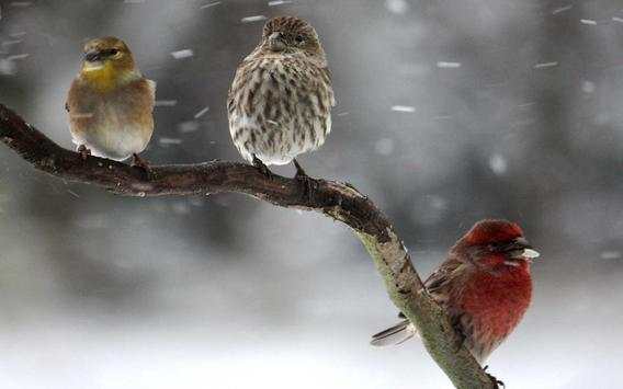 Snow Birds Songs HD LWP screenshot 3