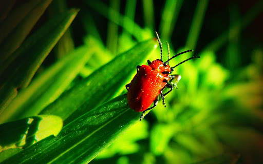 Beetle Wallpaper screenshot 3