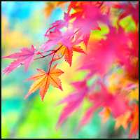 Autumn Wallpapers on 9Apps