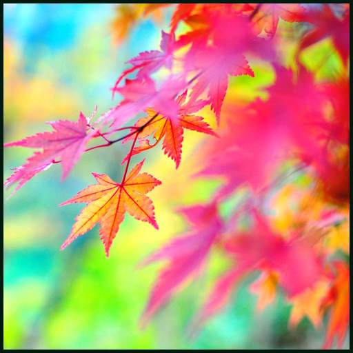 Autumn Wallpapers 1.4