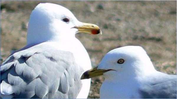 Don Gull Wallpapers screenshot 5
