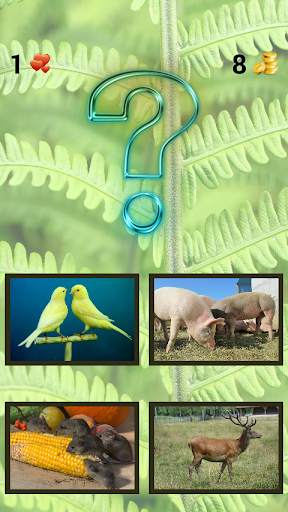 ZOO sounds quiz screenshot 2