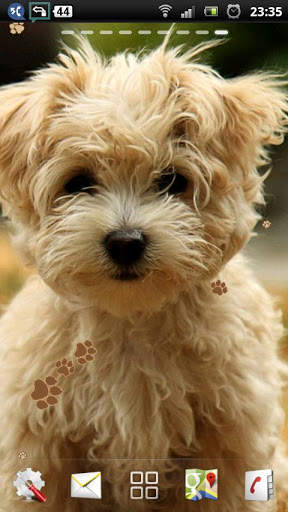 maltese puppy wallpaper - cute puppy wallpaper screenshot 2